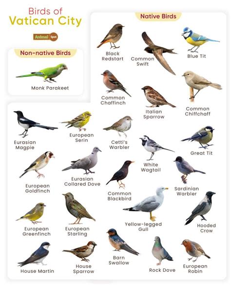 national bird of vatican city